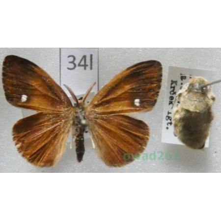 Orgyia antiqua (Linnaeus, 1758) pair Czech34l